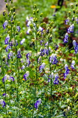 Fototapeta premium Garden flowers closeup
