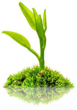 jeune plante sur fond blanc 