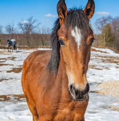 Horse on a background of blue sky and the ground with snow in the spring