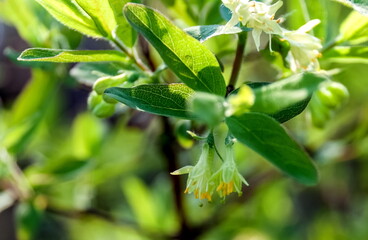 Honeysuckle flowers close-up in spring