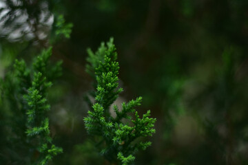 christmas tree with some light bokeh and blurred background