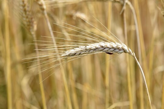 view of field of wheat