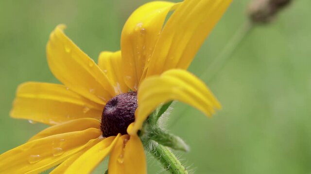 Macro photography of nature. Large drops of rain fall on the yellow flower. The texture of a Daisy with large drops of water on a spring green background of foliage