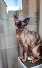 Cat breed Sphinx on the glass apartment on the background of the reflection of buildings, cars and the sky