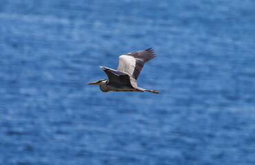 Fototapeta na wymiar Heron bird in flight against the water