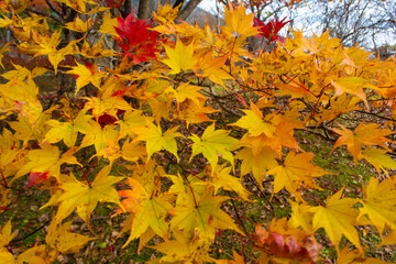 沼ッ原湿原のもみじ