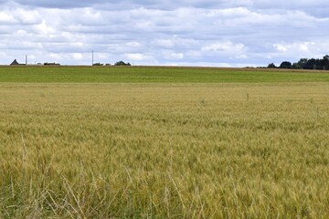 view of field of wheat