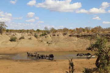 Fototapeta na wymiar Afrikanischer Elefant im Mphongolo River/ African elephant in Mphongolo River / Loxodonta africana.