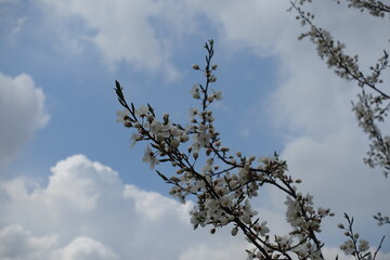 Curved branch of blossoming plum tree against the sky