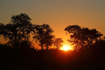 Sonnenuntergang Krüger Park Südafrika / Sundown Kruger Park South Africa /