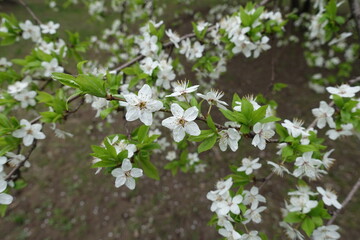 Delicate white flowers and green leaves of plum tree in April