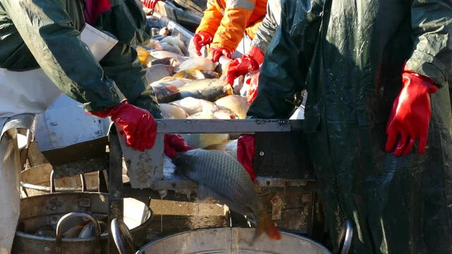 Fishermen catch a freshwater fish from the breeding fish pond and prepare for sort and sale, various species of freshwater fish, mostly carp, pike, perch, grass carp, silver carp