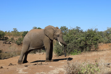 Fototapeta premium Afrikanischer Elefant / African elephant / Loxodonta africana