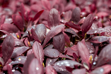 Maroon barberry leaves close-up with water droplet after rain or watering.