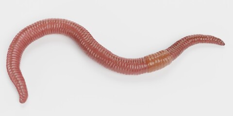 Realistic 3D Render of Earthworm