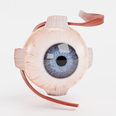 Realistic 3D Render of Eye Muscles Model