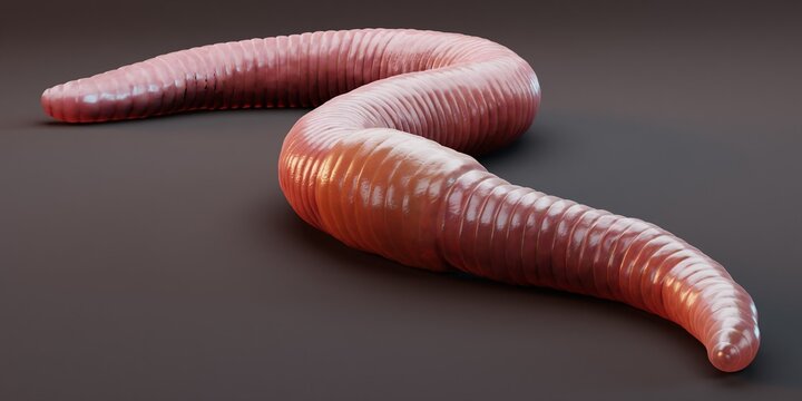 Animal earth worm stock image. Image of agriculture, worm - 97470063