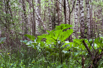 Young plant of Sosnowski's Hogweed in the woods during the summer. Leaves without flowers of dangerous poisonous plant.