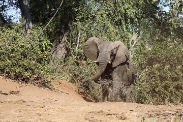 Obraz premium Afrikanischer Elefant / African elephant / Loxodonta africana