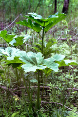 Leaves plant borschevika Sosnovsky close-up in forest in summer. leaves without flowers of dangerous poisonous plant.