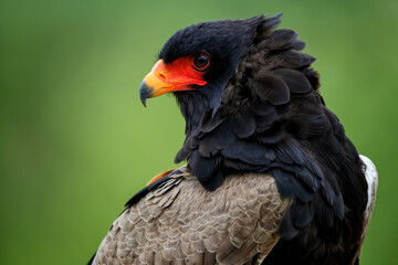 Portrait of a Bateleur Eagle (Terathopius ecaudatus) in Gelderland in the Netherlands