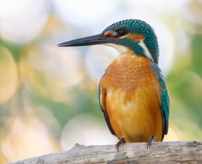 Common kingfisher, Alcedo atthis. The bird sits above a shallow river on a beautiful dry old branch