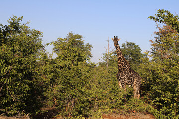 Fototapeta premium Giraffe / Giraffe / Giraffa Camelopardalis