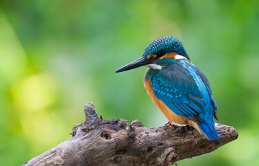 Common kingfisher, Alcedo atthis. The bird sits above a shallow river on a beautiful dry old branch.