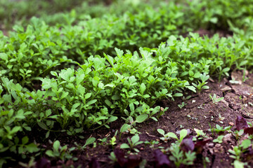 young green garden plants vegetables in garden. close up