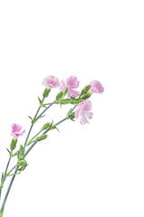 なでしこ （バック飛ばし）