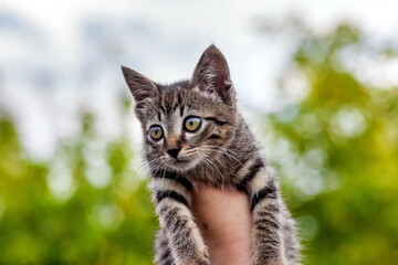 Home kitten in the hands of a woman close-up on the background of tree leaves in summer