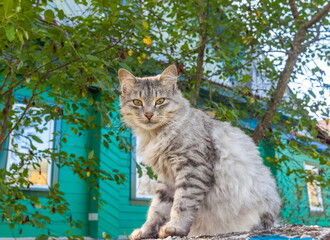 Naklejka na ściany i meble Pet cat close up on the background of foliage trees and houses in summer