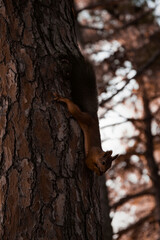 Beautiful squirrel on a tree. Wildlife.