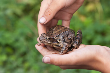The boy caught the toad and holds it in his hands