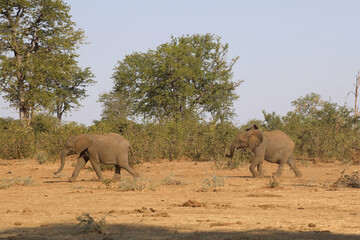 Fototapeta premium Afrikanischer Elefant / African elephant / Loxodonta africana.