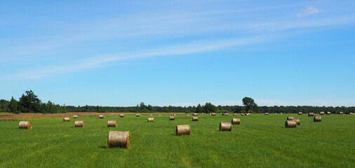 Rolls of mown hay on a green field