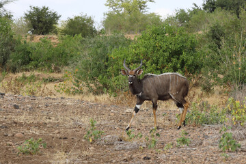 Nyala / Nyala / Tragelaphus angasii.