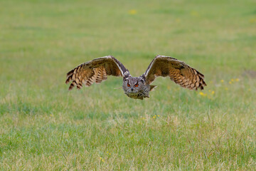 Huge European Eagle Owl (Bubo bubo) flying low over a meadow in Gelderland in  the Netherlands. 