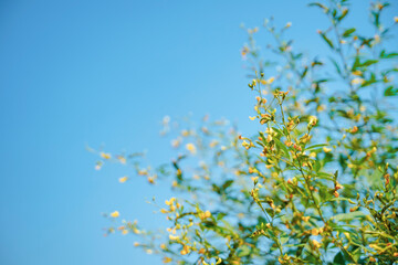 Green pigeon pea field in india