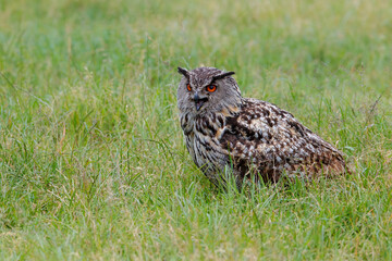 European Eagle Owl (Bubo bubo) sitting in a green meadow in Gelderland in  the Netherlands.
