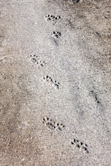 Animal tracks in concrete on a path