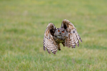 Huge European Eagle Owl (Bubo bubo) flying low over a meadow in Gelderland in  the Netherlands. 