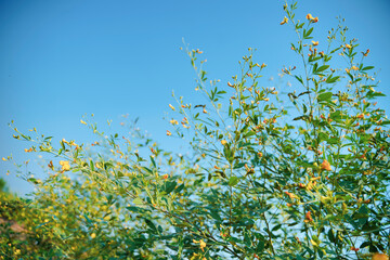 Green pigeon pea field in india