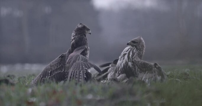 Hawks Fighting in the Field Winter
