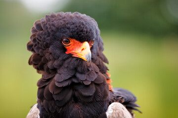 Portrait of a Bateleur Eagle (Terathopius ecaudatus) in Gelderland in the Netherlands