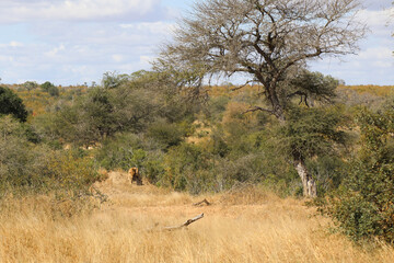 Fototapeta premium Afrikanischer Löwe / African lion / Panthera Leo.