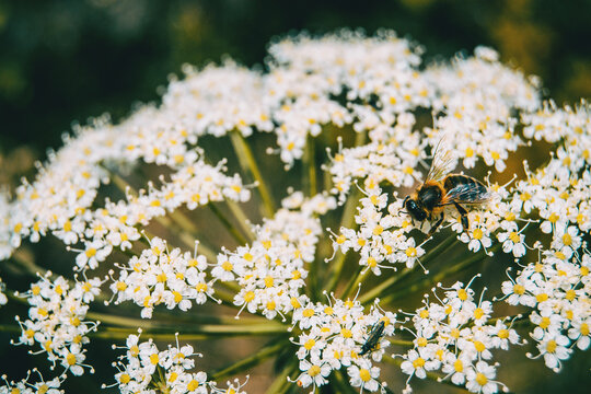 small white flowers of carum carvi with an insect