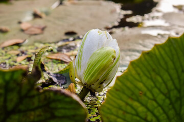 Close up of beautiful pure white color lotus flower bud on surface of pond in India.