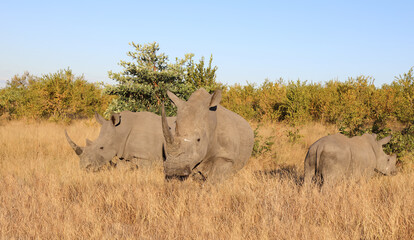 Naklejka premium Breitmaulnashorn / Square-lipped Rhinoceros / Ceratotherium Simum