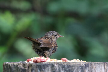 Juvenile dunnock at a woodland feeding station